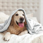 BEDELITE Fleece Blanket Dove Grey Throw Blankets for Couch & Bed, Luxury Plush Cozy Fuzzy Blanket 50x60 inches, Super Soft Warm Lightweight Throw Blanket for Travel Camping