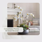 CG Hunter Faux Orchid Plant w/Succulents, Premium Artificial Indoor Flower Display Stands 24” w/Beautiful Sculptural Blooms and Succulents That Lasts Forever, Grey Planter Pot Included