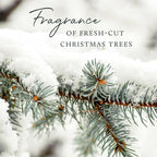 Thymes Frasier Fir Reed Diffuser Set – Includes Reeds, Fragrance Oil, and Frosted Glass Bottle – Fragrance Oil Diffuser – Room Fresheners – Luxury Home Decor – Green & White (Frosted Plaid, 4 fl oz)