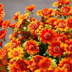 Artificial Mums for Outdoors, Faux Sunset Mum Flowers Planters for Indoor Outside Decor, Fake Look Real, Vibrant, UV Resistant, Waterproof, Windproof (1Mix, 5 Bundle)