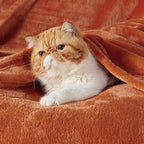 Bedsure GentleSoft Bedding Fleece Blanket for Girls and Boys - Soft Cozy Cute Small Throw Blankets for Travel, 43x55 Inches, Burnt Orange